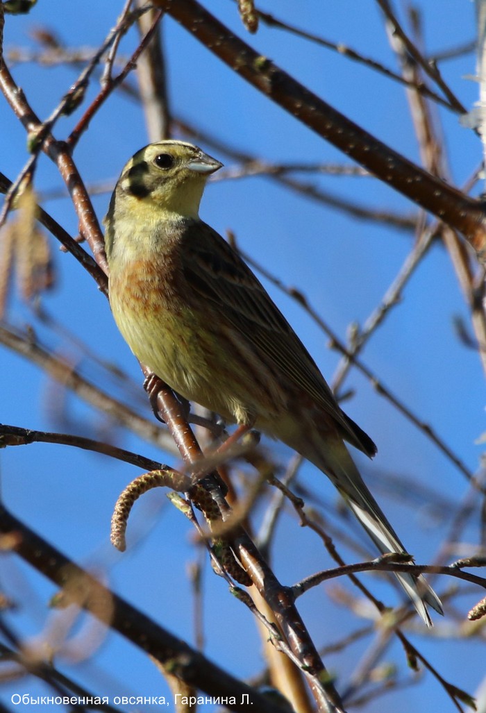 Обыкновенная овсянка, Гаранина Л.