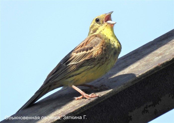 Обыкновенная овсянка, Зяткина Г.