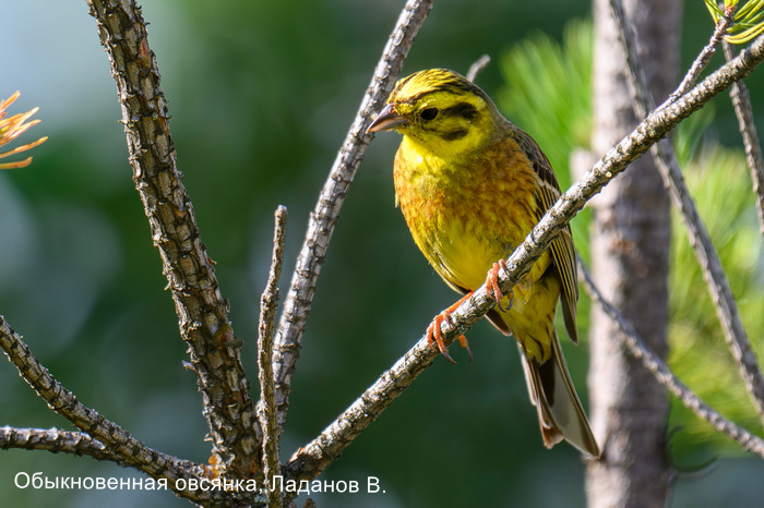 Обыкновенная овсянка, Ладанов В.