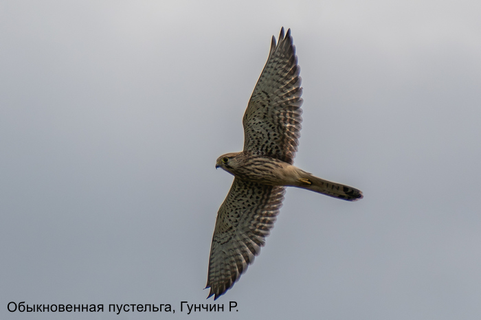 Обыкновенная пустельга, Гунчин Р. (1)