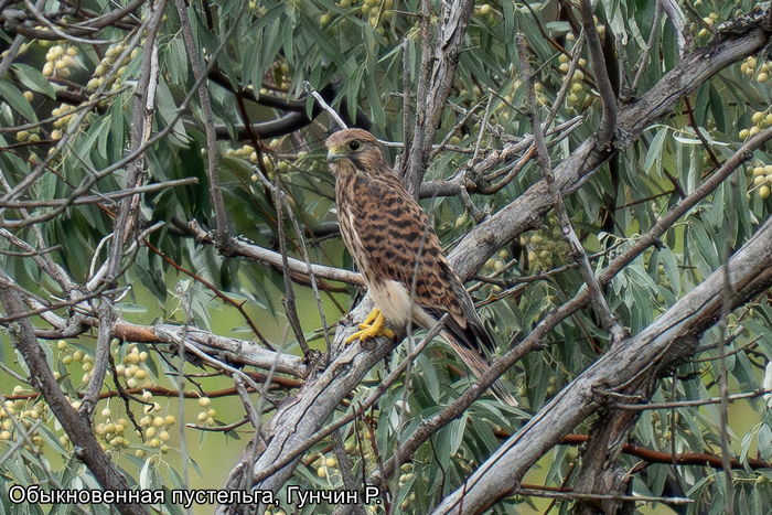 Обыкновенная пустельга, Гунчин Р. (2)