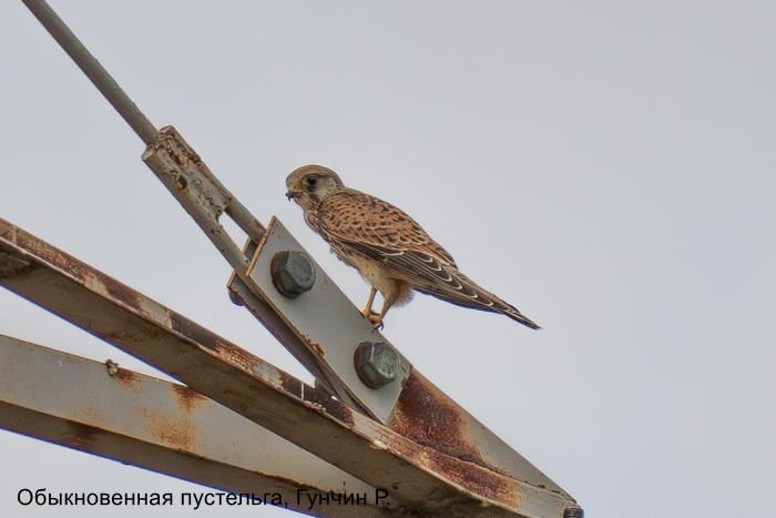 Обыкновенная пустельга, Гунчин Р. (3)
