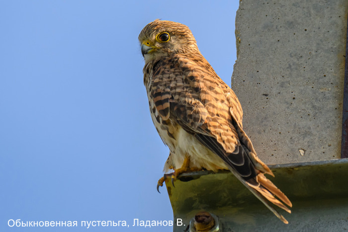 Обыкновенная пустельга, Ладанов В.