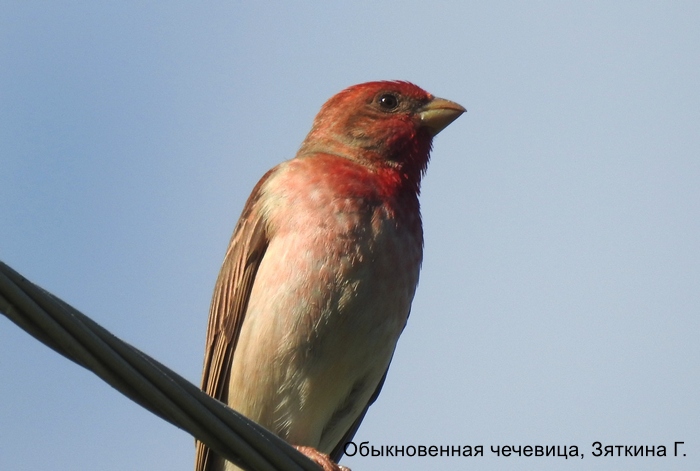 Обыкновенная чечевица, Зяткина Г.