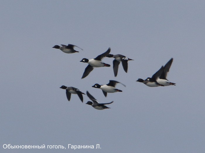 Обыкновенный гоголь, Гаранина Л.