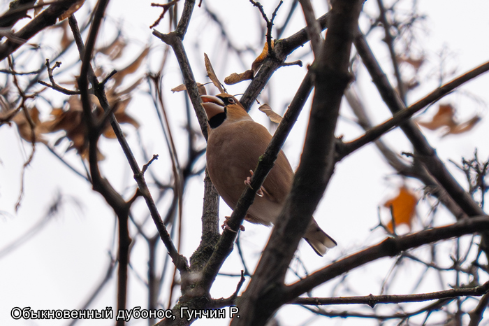 Обыкновенный дубонос, Гунчин Р.