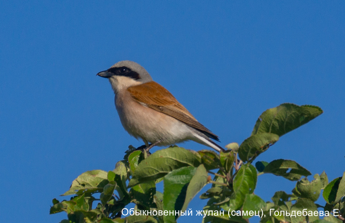 Обыкновенный жулан (самец), Гольдебаева Е.