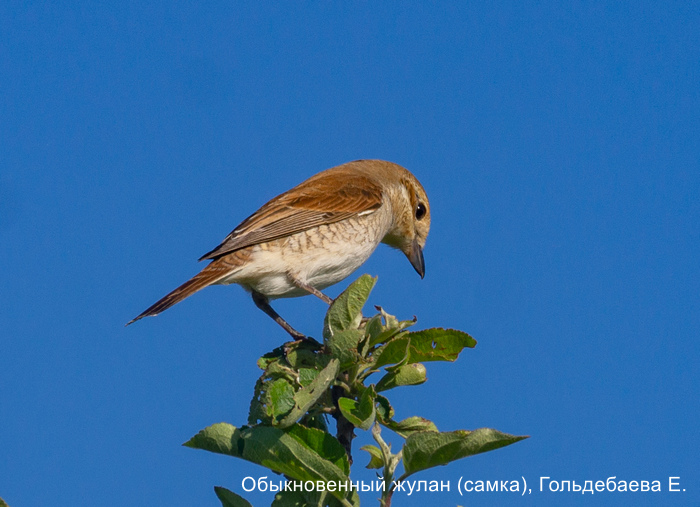 Обыкновенный жулан (самка), Гольдебаева Е.