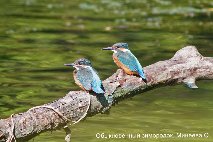 Обыкновенный зимородок, Минеева О.