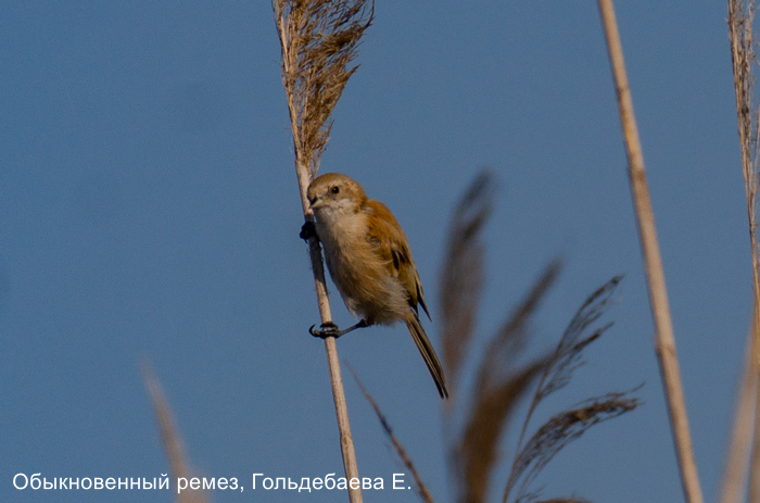 Обыкновенный ремез, Гольдебаева Е.