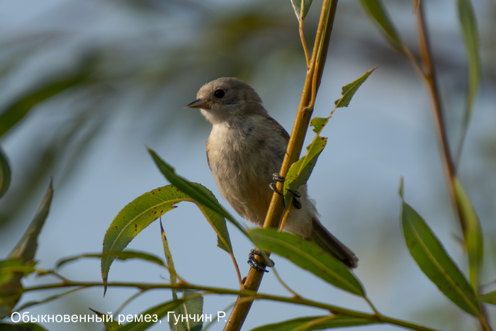 Обыкновенный ремез, Гунчин Р.