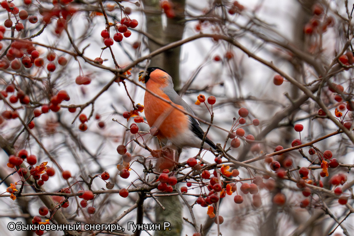 Обыкновенный секгирь, Гунчин Р.