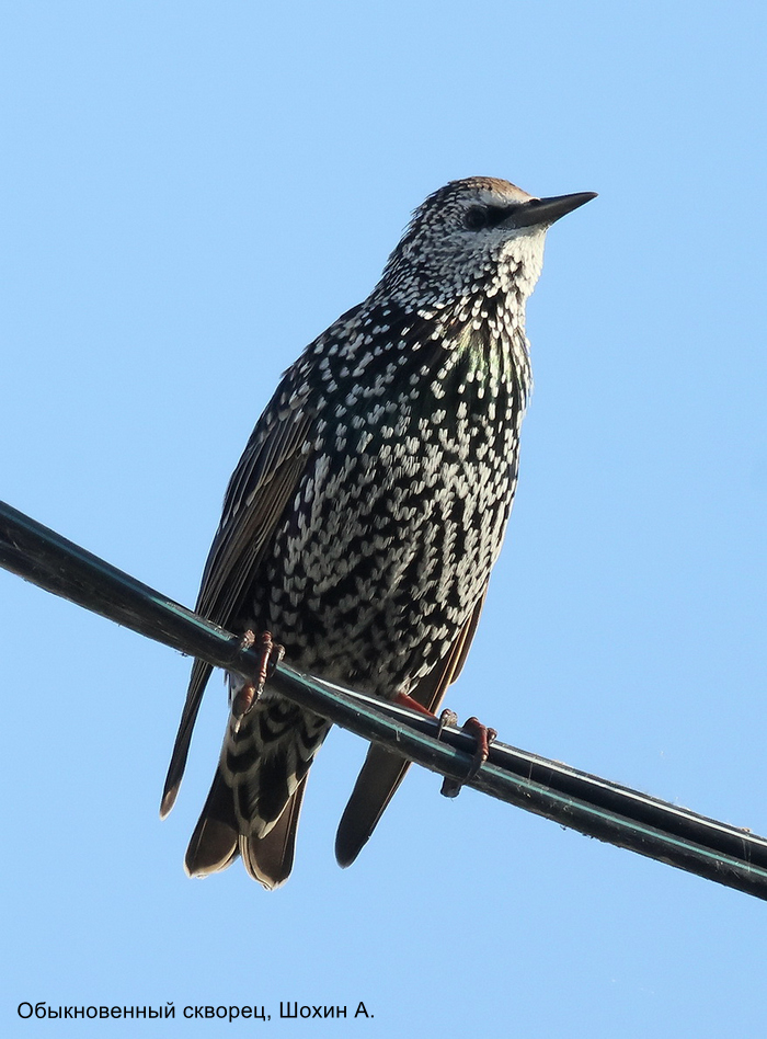 Обыкновенный скворец, Шохин А.