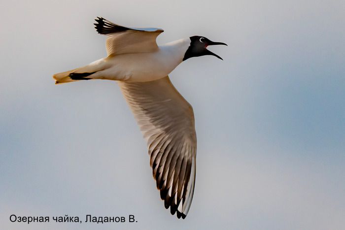 Озерная чайка, Ладанов В.