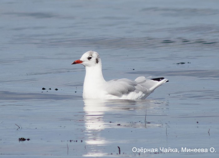 Озёрная Чайка, Минеева О.