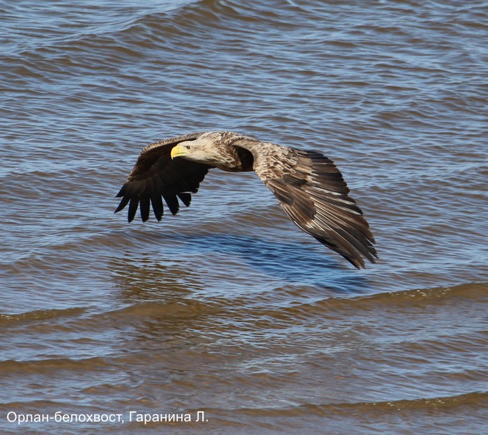 Орлан-белохвост, Гаранина Л. (1)