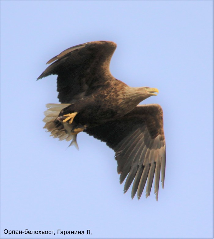 Орлан-белохвост, Гаранина Л. (2)