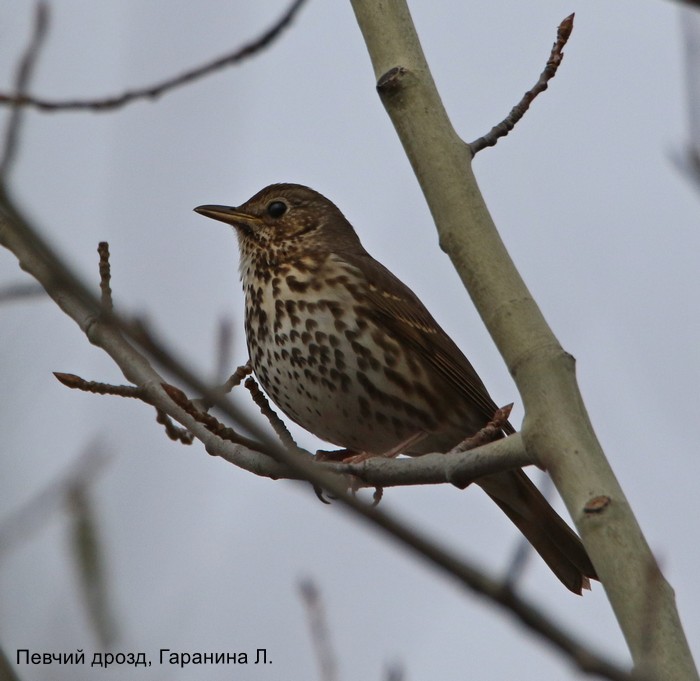 Певчий дрозд, Гаранина Л.