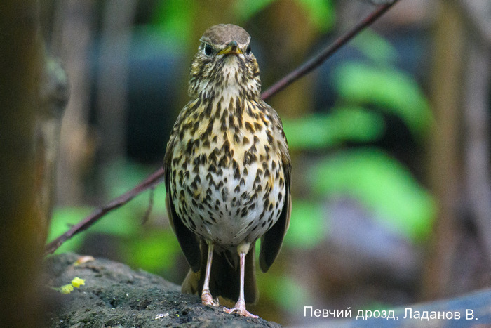 Певчий дрозд, Ладанов В.