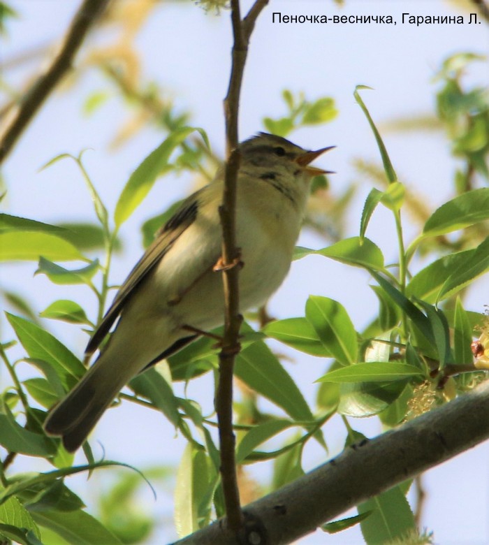 Пеночка-весничка, Гаранина Л.