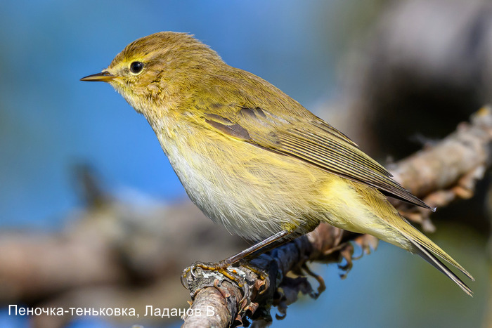Пеночка-теньковка, Ладанов В.
