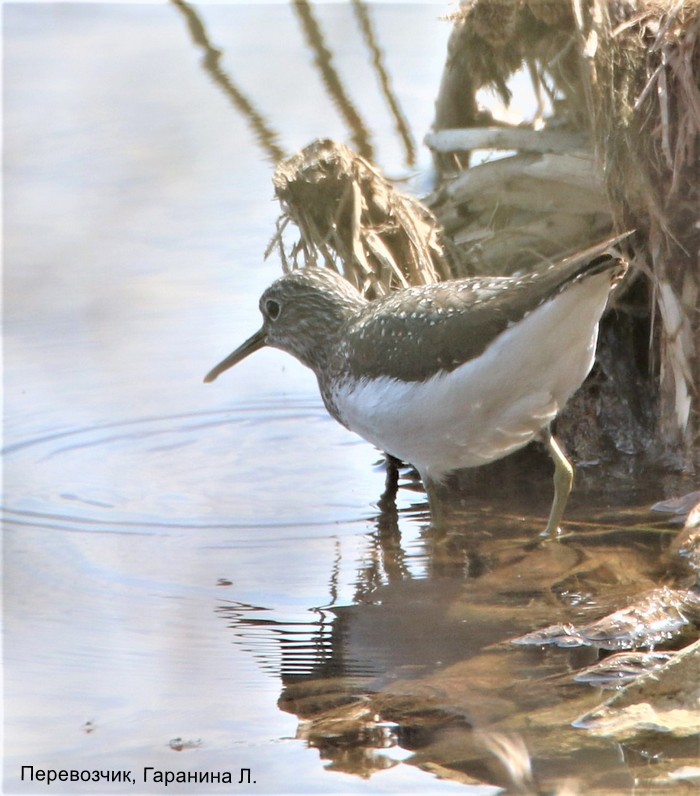 Перевозчик, Гаранина Л.