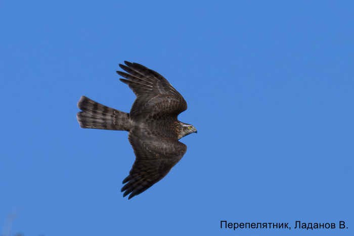 Перепелятник, Ладанов В.