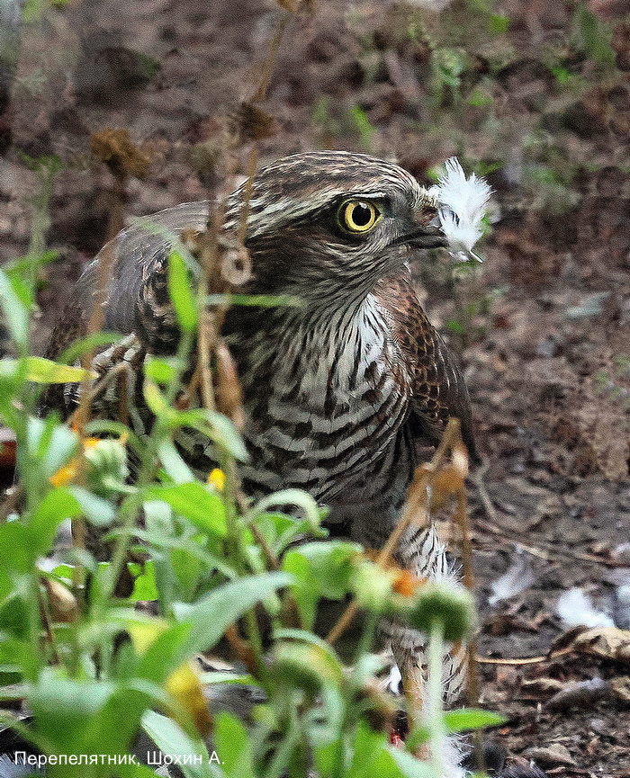 Перепелятник, Шохие А (1)