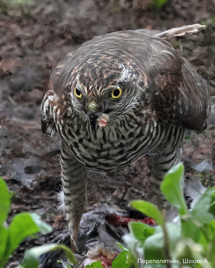 Перепелятник, Шохие А (2)
