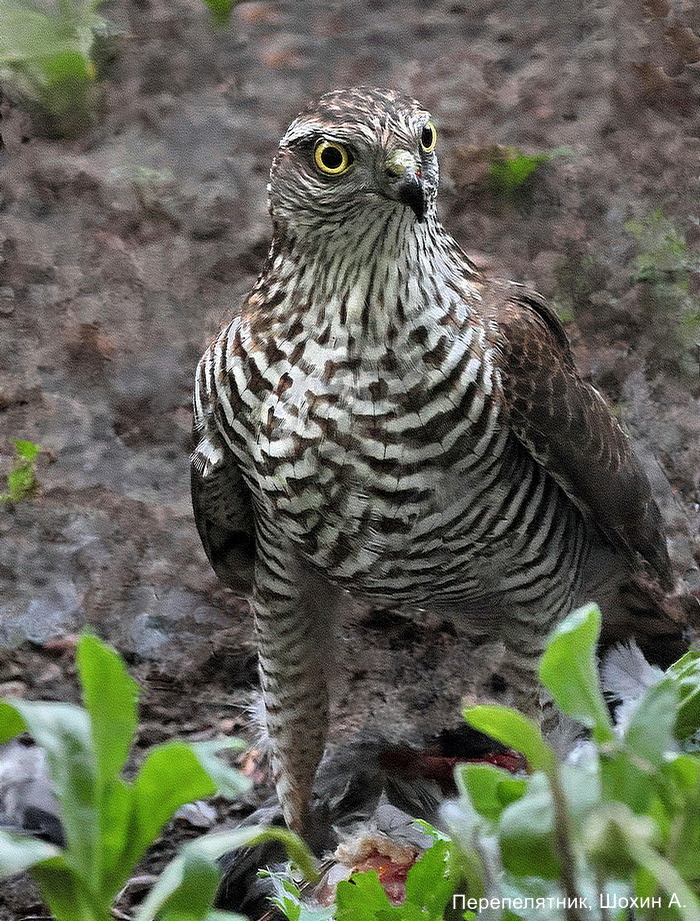 Перепелятник, Шохие А (3)