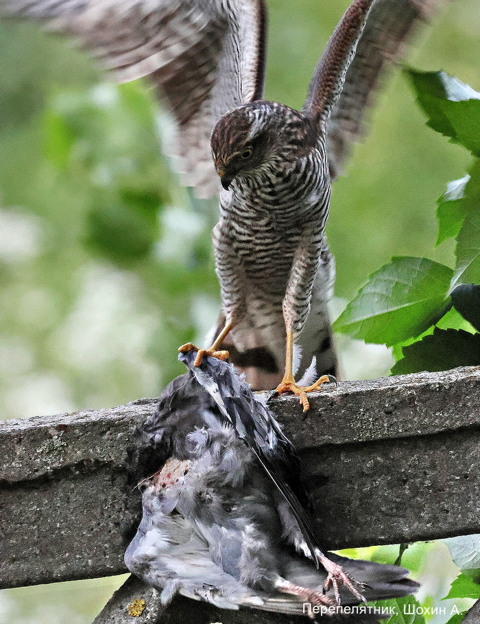 Перепелятник, Шохие А (4)