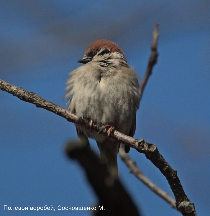 Полевой воробей, Сосновщенко М.