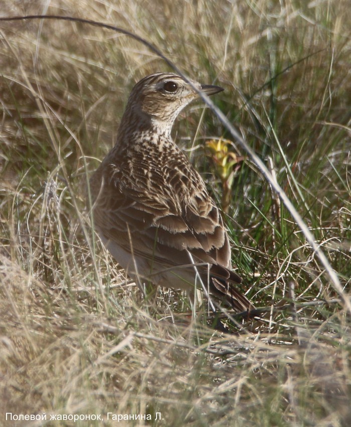 Полевой жаворонок, Гаранина Л.
