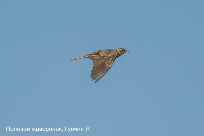 Полевой жаворонок, Гунчин Р.