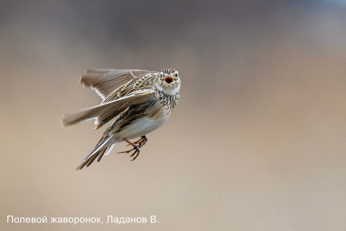 Полевой жаворонок, Ладанов В.