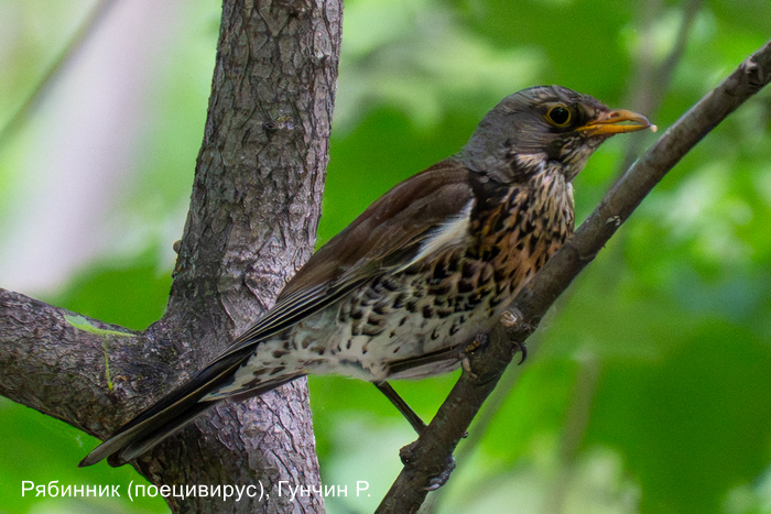Рябинник (поецивирус), Гунчин Р.