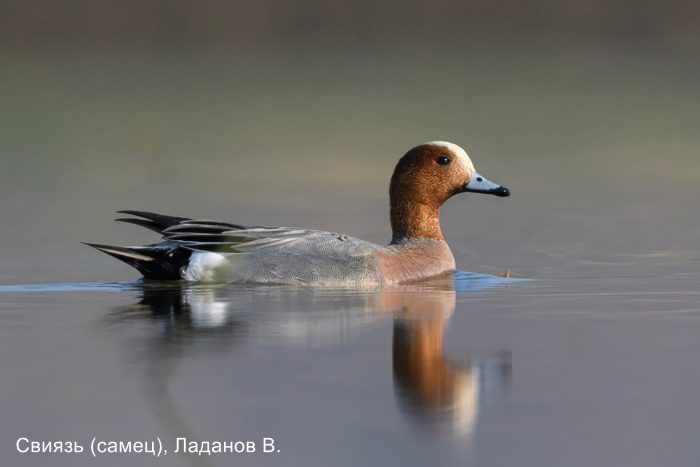 Свиязь (самец), Ладанов В.