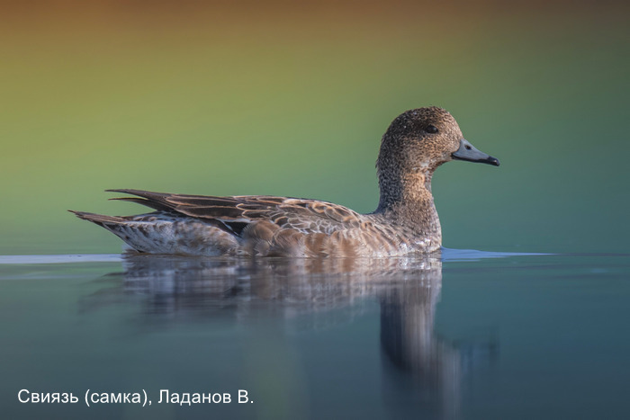 Свиязь (самка), Ладанов В.