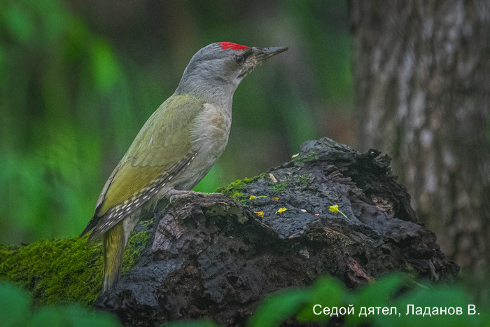Седой дятел, Ладанов В.