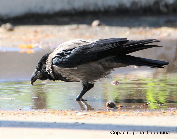 Серая ворона, Гаранина Л.