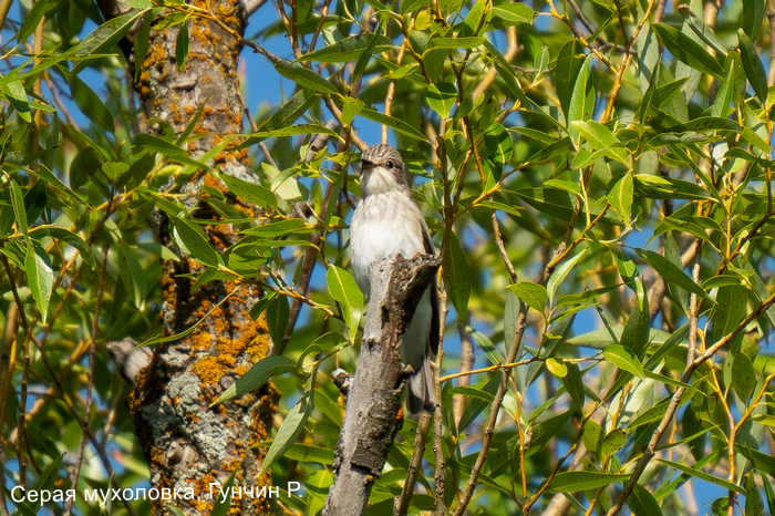 Серая мухоловка, Гунчин Р.