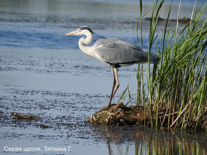 Серая цапля, Зяткина Г.
