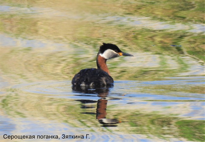 Серощекая поганка, Зяткина Г.
