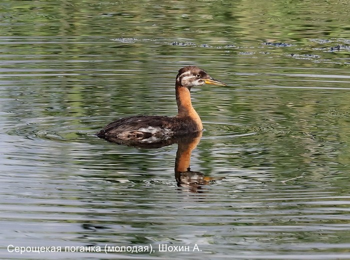 Серощекая поганка (молодая), Шохин А.