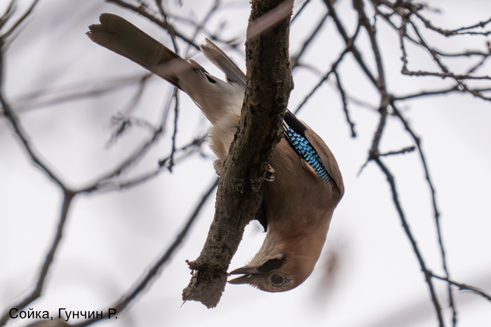 Сойка, Гунчин Р.