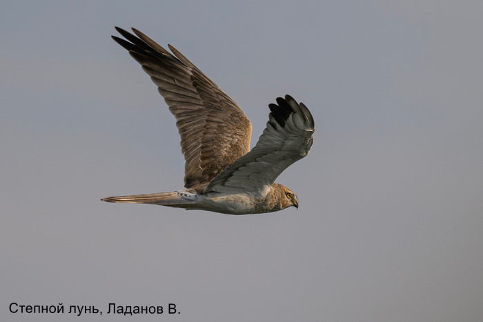 Степной лунь, Ладанов В.