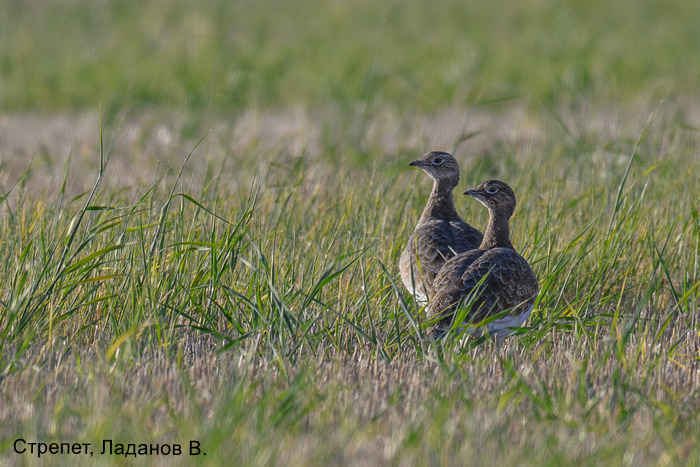 Стрепет, Ладанов В (1)