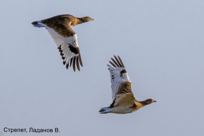Стрепет, Ладанов В (2)