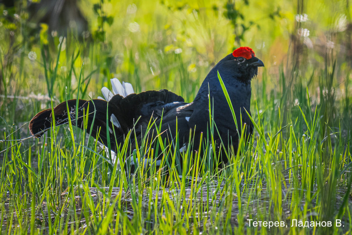 Тетерев, Ладанов В (1)