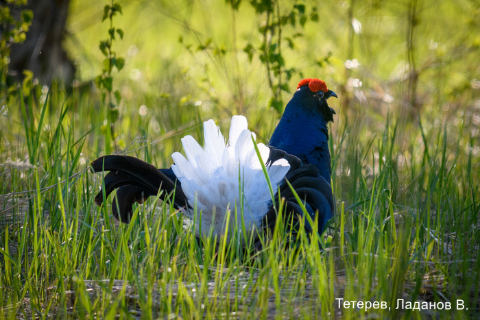 Тетерев, Ладанов В (3)
